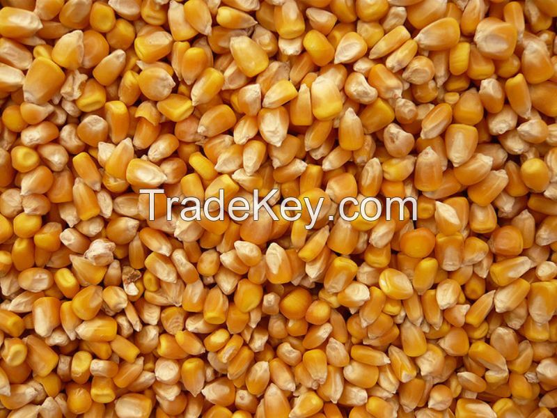 yellow corn