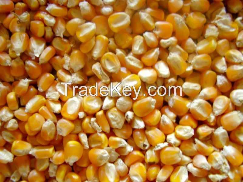 Dry Maize/Dried Yellow Corn/Dried Sweet Corn Best Price Competitive Price