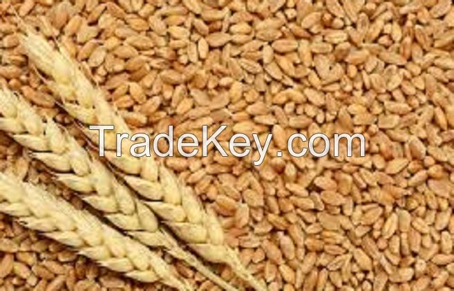 High Quality Wheat Available for Sale