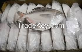 Frozen White Silver Pomfret Fish, Frozen Golden Pompano Fish Pomfret