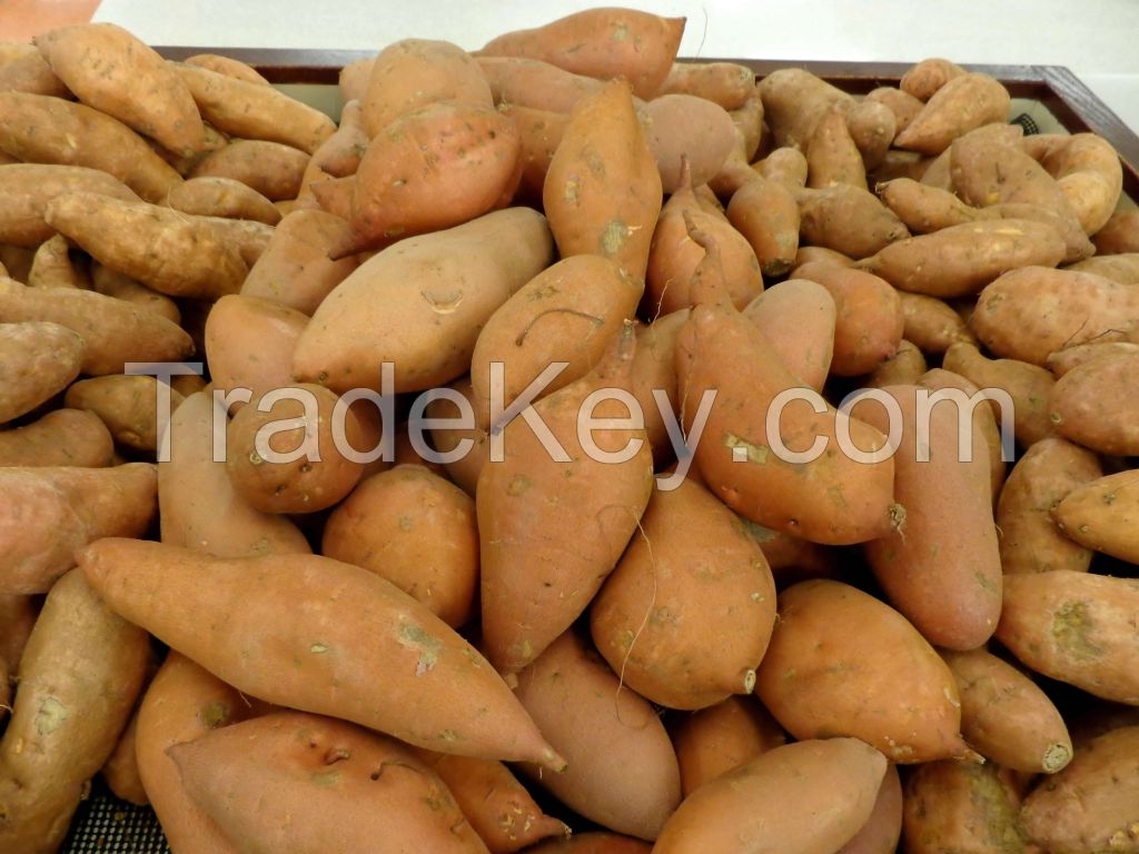 2016 South African Potatoes, Sweet Potato For Sale..