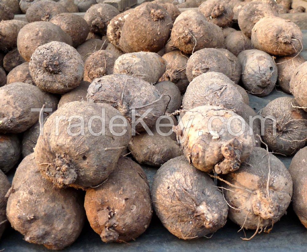 High Quality Yam tubers