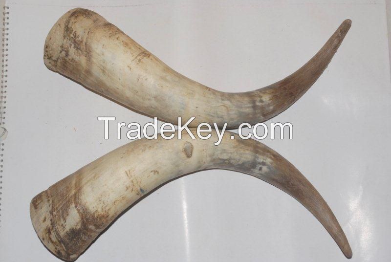 Raw Cow Horns available