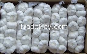 White High Quality Fresh Garlic Size 5+