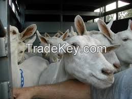 Saanen Goats for sale (high quality milk production)