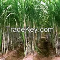 HIGH QUALITY FRESH SUGAR CANE FOR MAKING JUICE