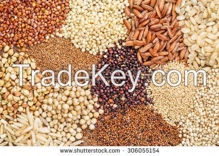 White and Brown Teff Grains