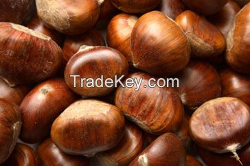 Best quality Chestnut