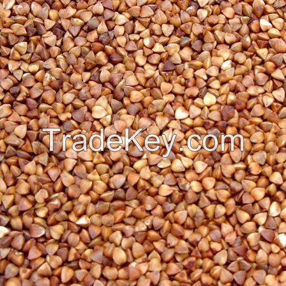 High quality Buckwheat for sale