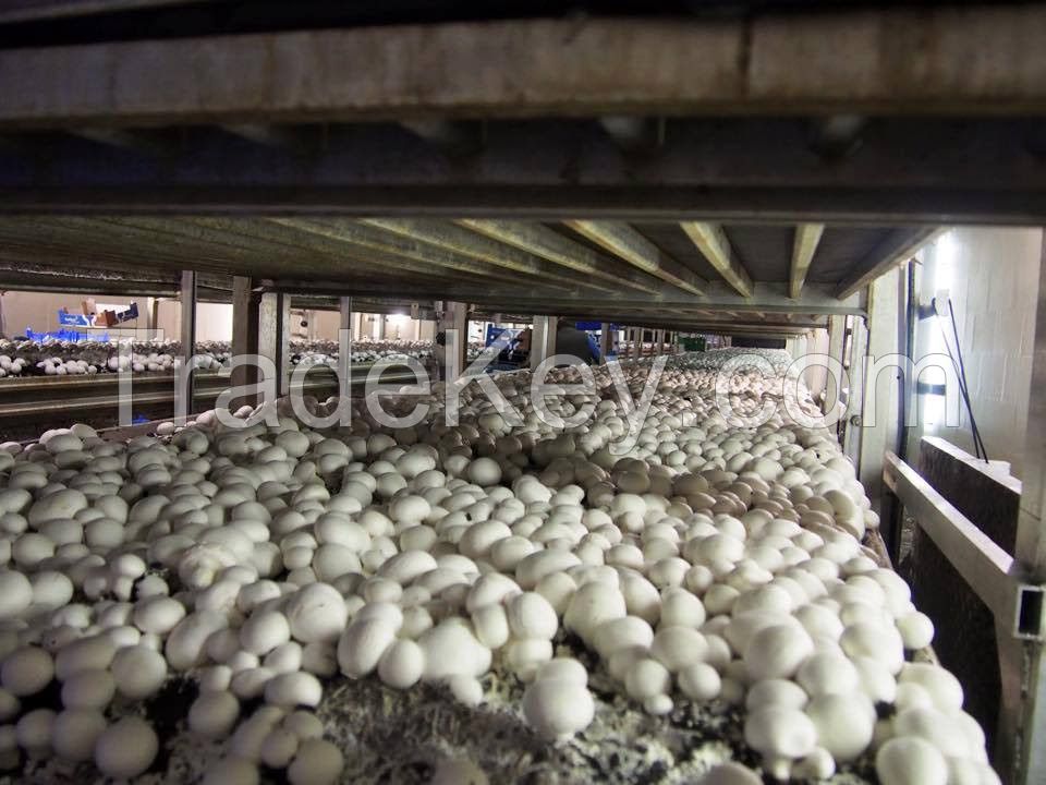 Fresh and Canned Mushroom