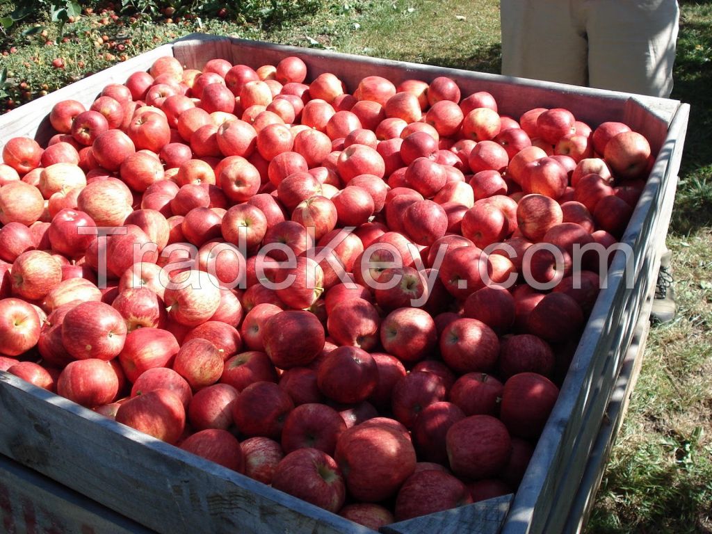 Grade A Fresh Apples for sale