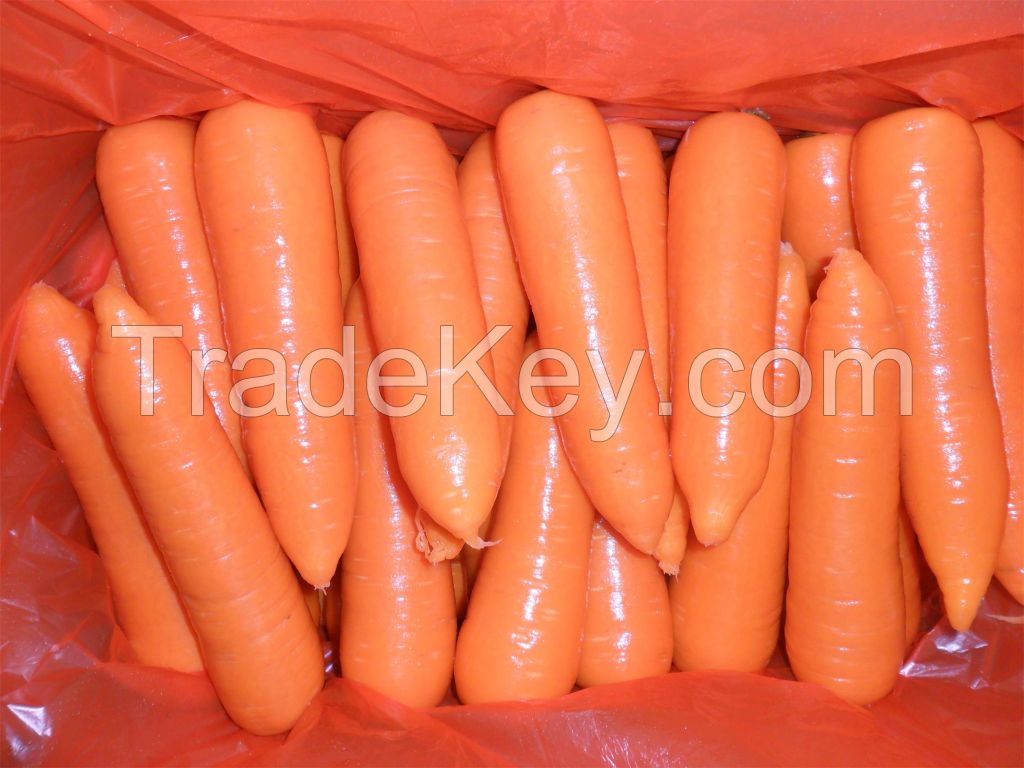 fresh carrot