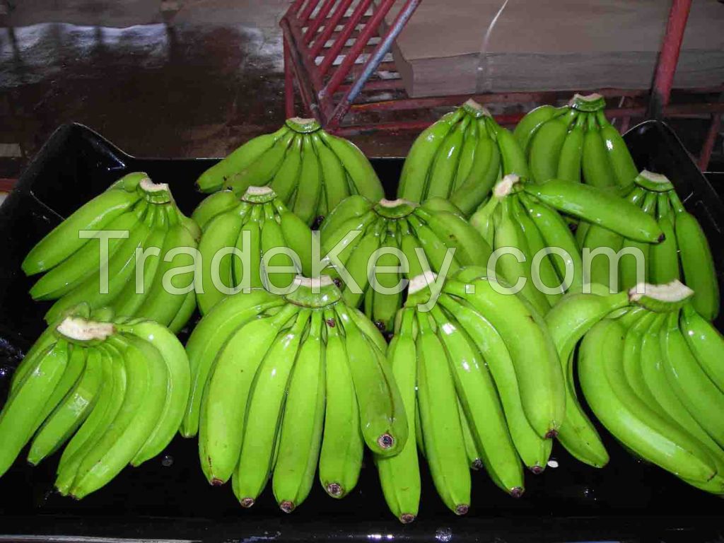 CAVENDISH BANANA