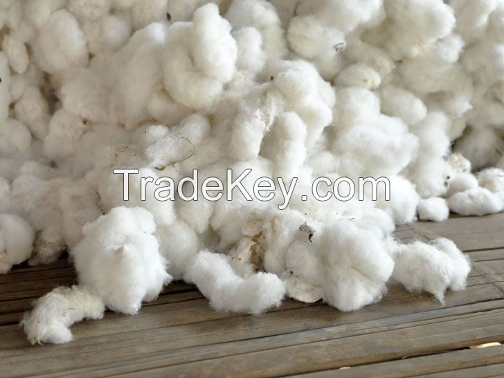 Grade A 100% Organic Raw Cotton for sale