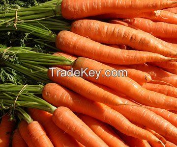 new crop fresh red carrot with lower price