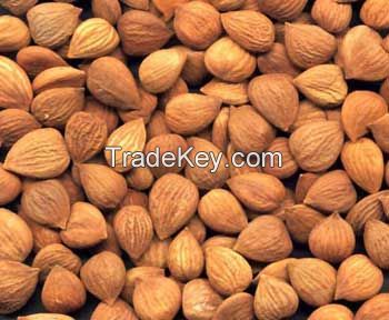 Organic apricot kernel bitter/sweet apricot kernels