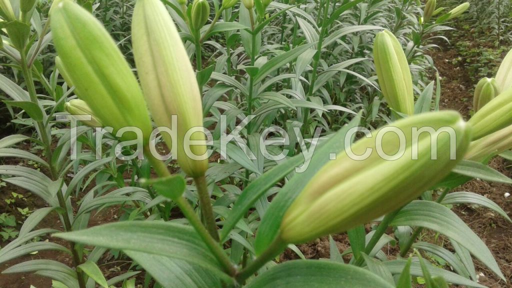 Lily Cut Flowers