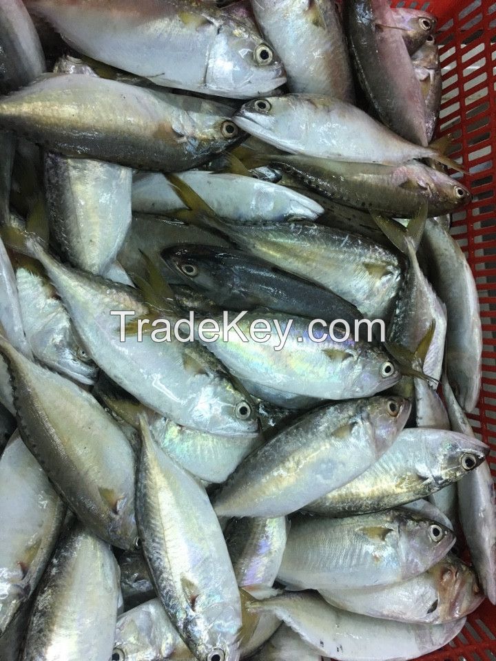 Frozen Short Body Mackerel