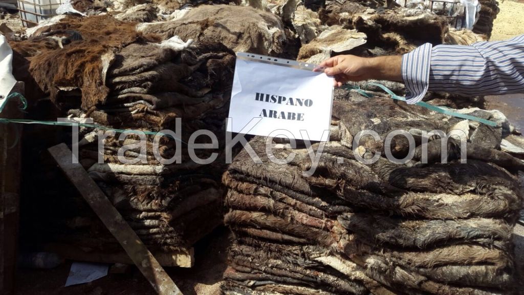 WET SALTED DONKEY SKINS (UNIQUE DISTRIBUTOR IN TUNISIA)