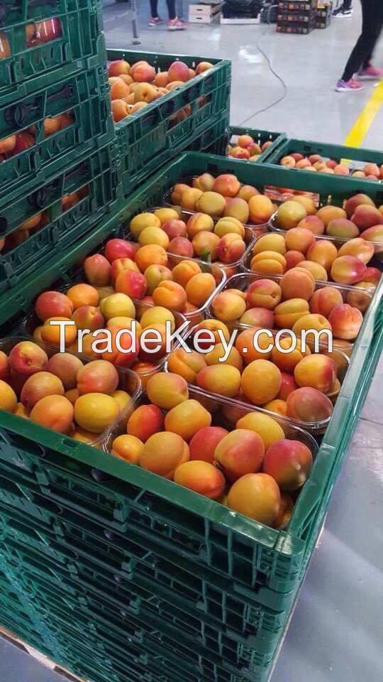 Fresh Fruits from Tunisia, Spain and Italia