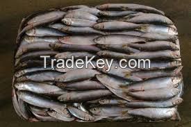 European sprat