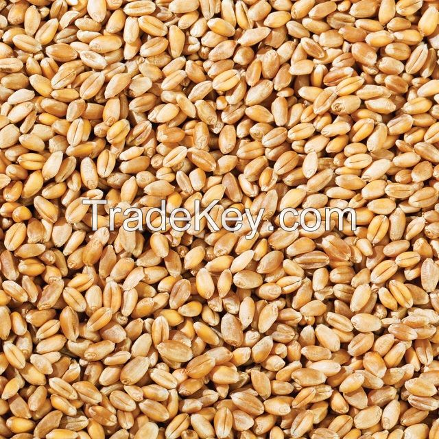 Wheat High Quality Natural Whole Wheat Grain Dried Style Wheat for Soft Bread Making