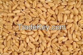 WHEAT Grain