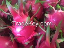 FRESH DRAGON FRUIT