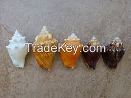 Conch Shells From Bahamas