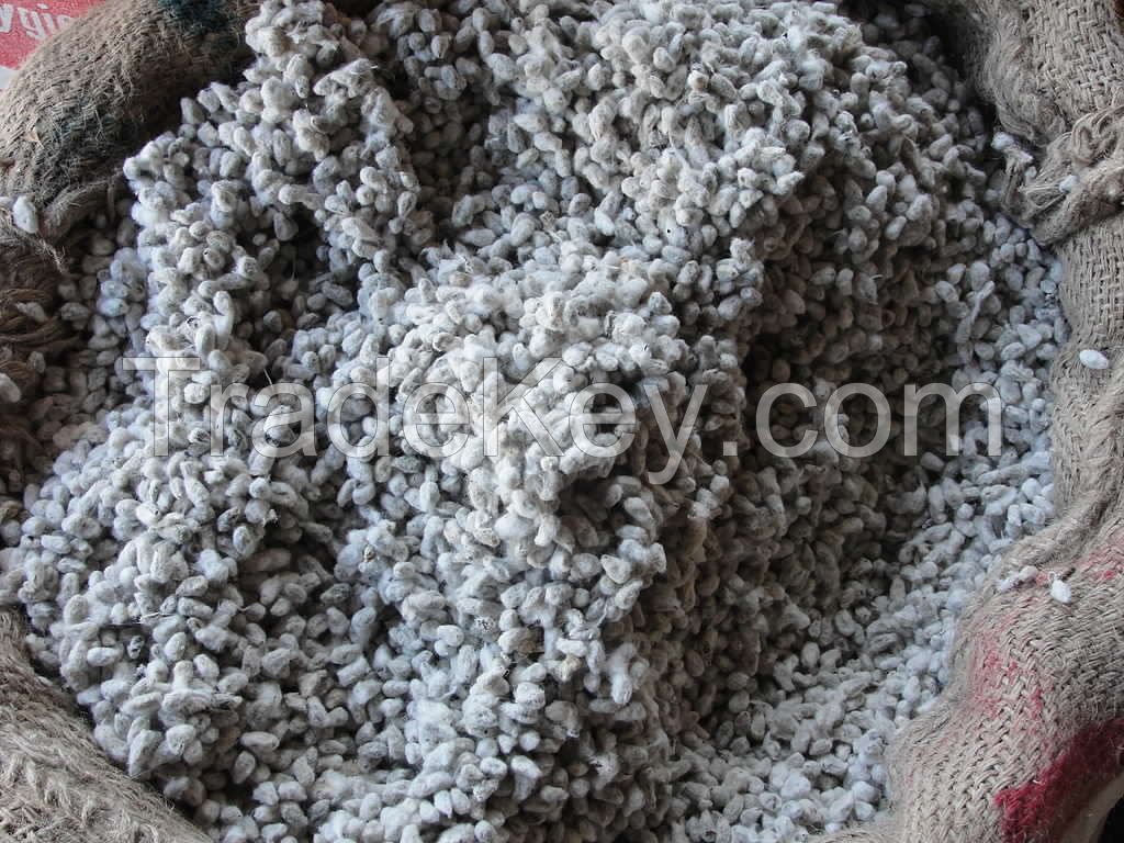 cotton seeds