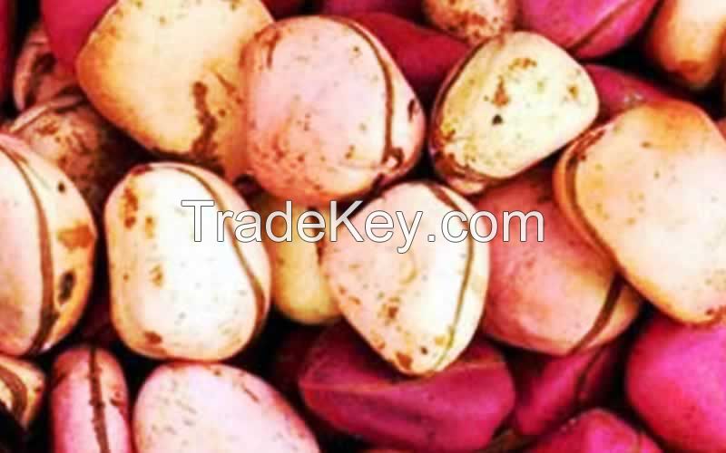 Kola Nut