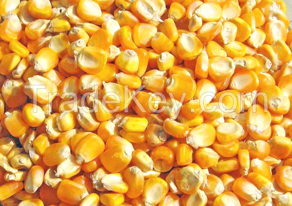 Non GMO yellow and white corn