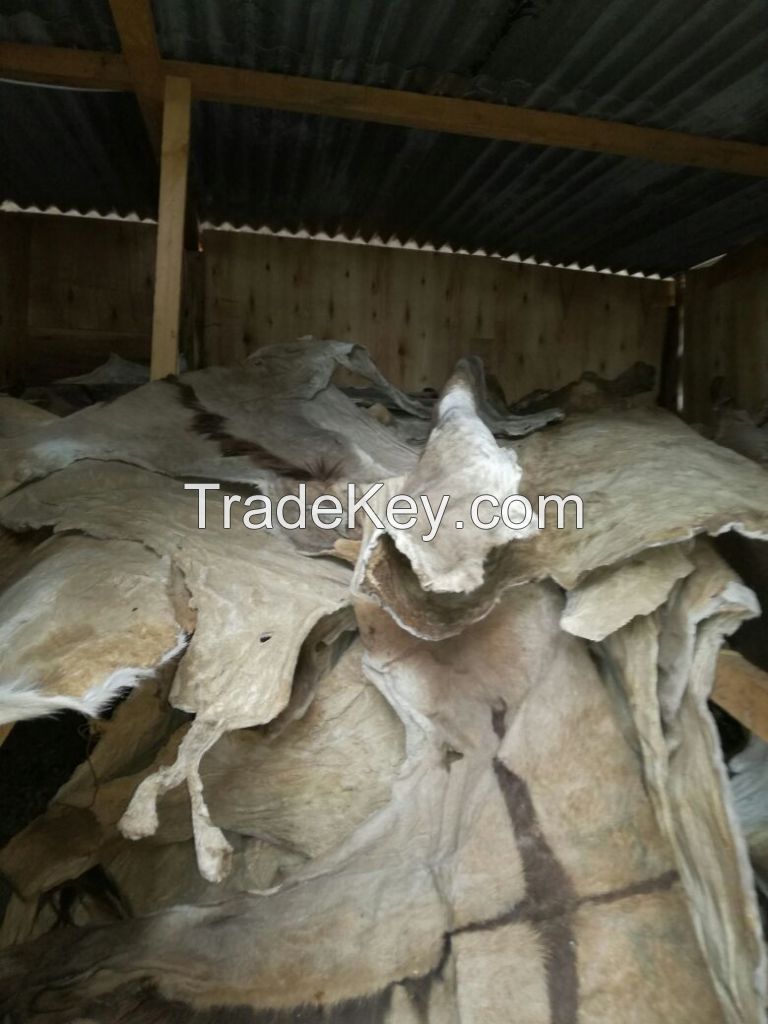 Dry/Wet Salted Donkey Hides, Cow Skin.