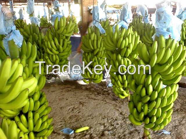 Sweet Fresh Cavendish Bananas