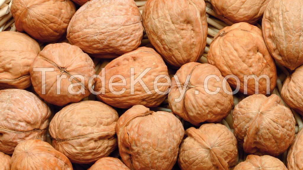 Walnut, Walnut Kernels/ Natural Walnut Kernel for sale