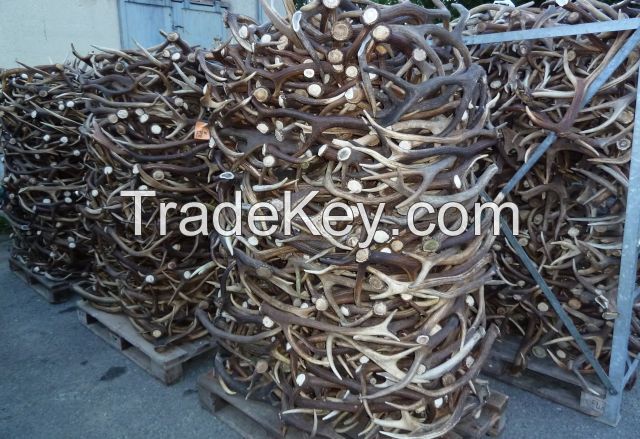 Red Deer Antlers ( Premium Quality )