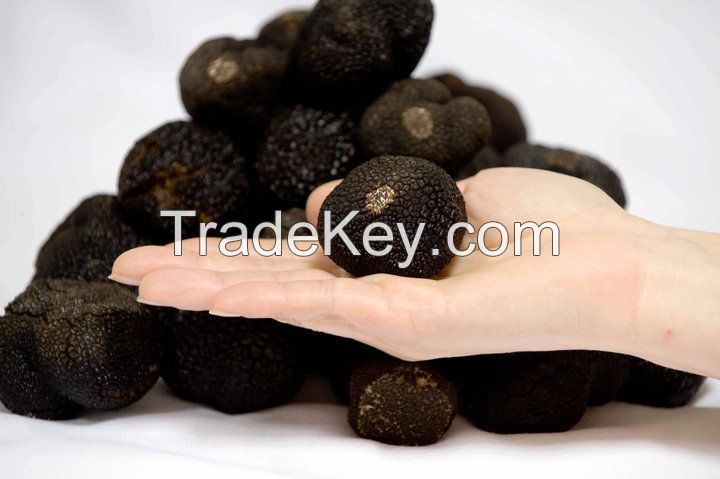 fresh black truffle mixed size