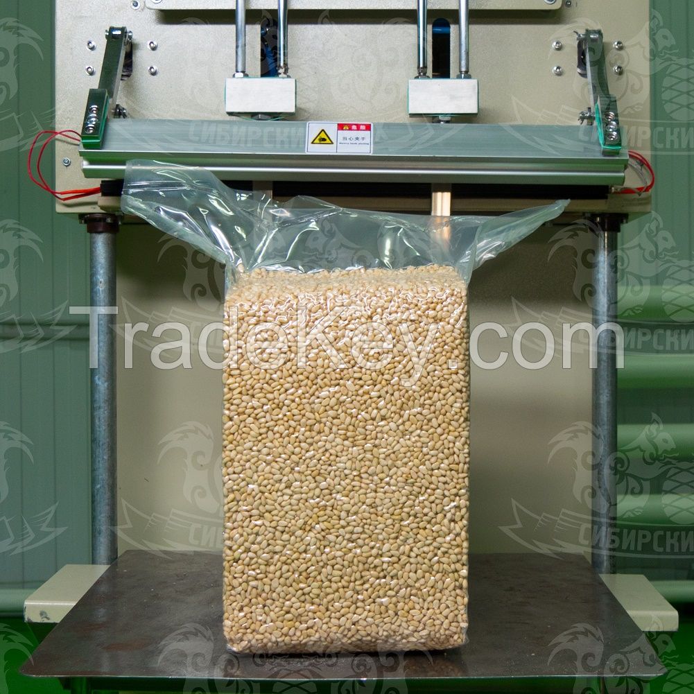 Pine nut kernels. Siberian Pine nut. Russia