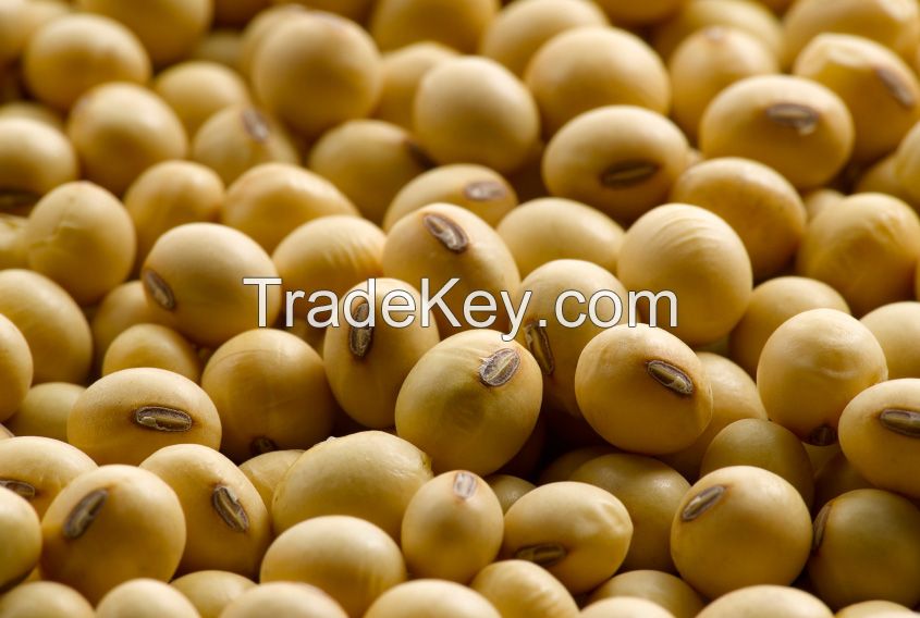 soya bean