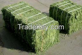 alfalfa seed