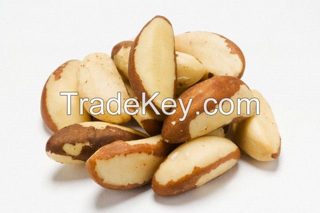 brazil nut