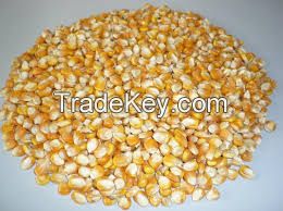 YELLOW CORN