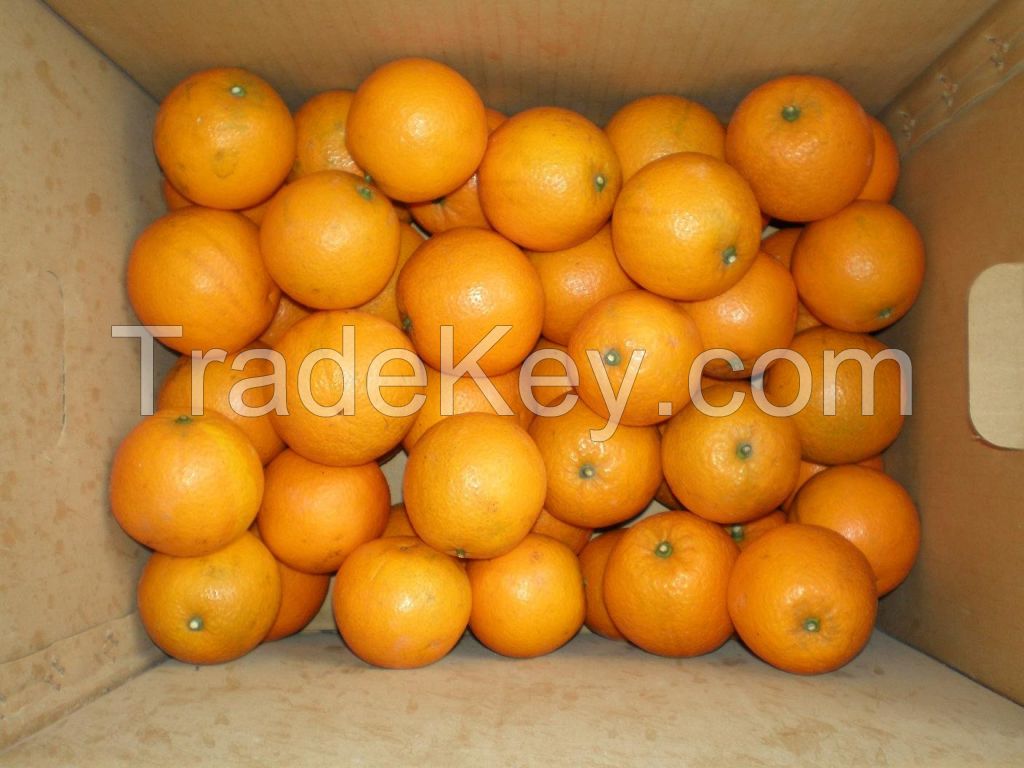 SWEET ORANGES