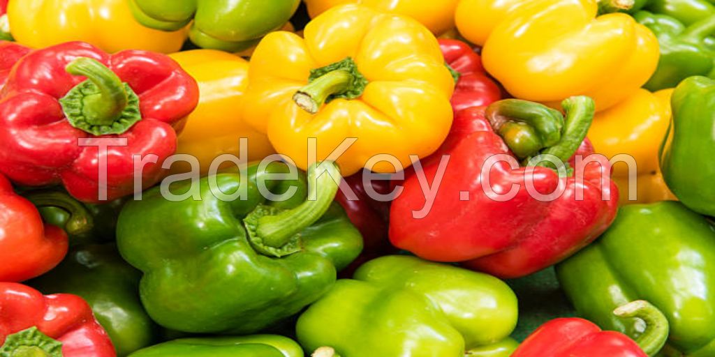 fresh capsicum