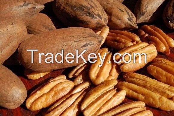 pecan nut