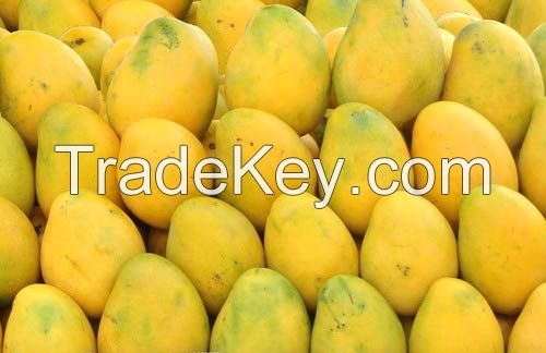 Fresh Mangoes