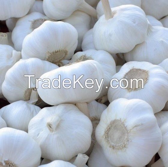 Garlic for sale