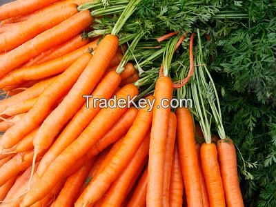 Fresh Carrots