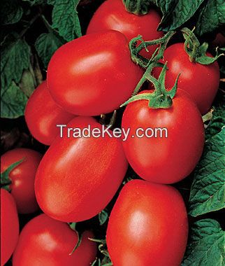 Hybrid Tomato Seeds