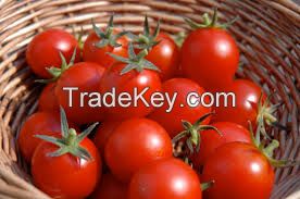 fresh red tomatoes